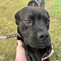 Photo of Major *$350 Adoption Fee*