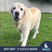 Photo of Bobby   12 Year Old Labrador