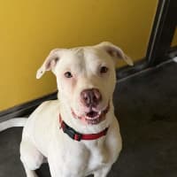 Photo of Nova