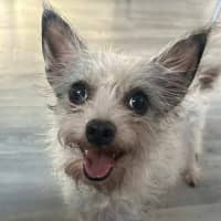 Photo of Sam