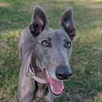 Photo of Nirvana The Greyhound