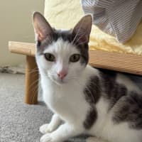 Photo of Solitaire