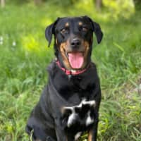 Photo of Trixie