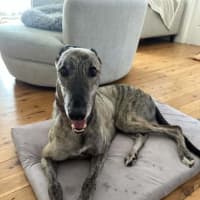 Photo of Alfie, The Greyhound