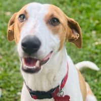 Photo of Nacho   7 Month Old Koolie X Kelpie