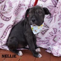 Photo of Nellie