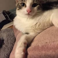 Photo of Mr Shmeagal