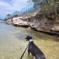 Photo of Little Ninja, The Greyhound