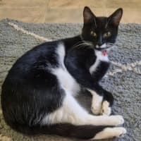 Photo of Pussycat