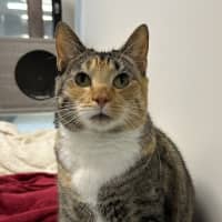 Photo of Cleopatra