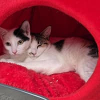 Photo of Lyra **2nd Chance Cat Rescue**