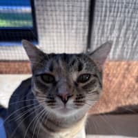 Photo of Cleopatra 