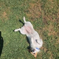 Photo of Lovie  11 Month Old Jack Russell Terrier