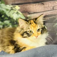 Photo of Ariel   Located In Wallan