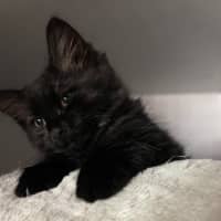 Photo of Gnocchi