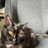 Photo of Poppy