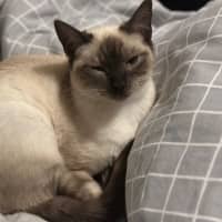 Photo of Jemina   Ragdoll Cross