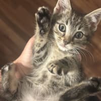 Photo of Timmy Trumpet