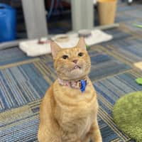 Photo of Romeo
