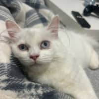 Photo of Marie   12 Week Old Ragdoll X