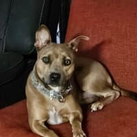 Photo of Layla