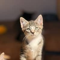 Photo of Dot