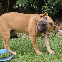 Photo of Dempsey