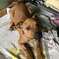 Photo of Diesel (Damon) 