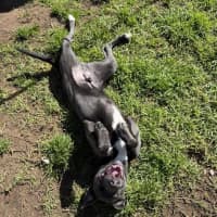 Photo of Buddy