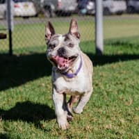 Photo of Bruno