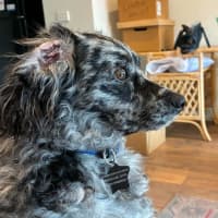 Photo of Buddy