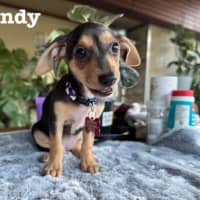 Photo of Nala, Brandy And Cookie