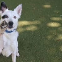 Photo of Polo