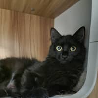 Photo of Toothless