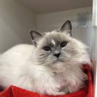 Photo of Lulu