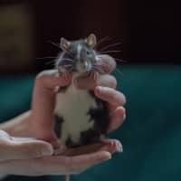 Photo of Toad & Beetle