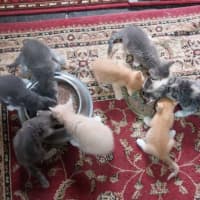 Photo of Donner 🦌