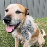 Photo of Woody