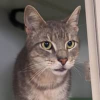 Photo of Toby