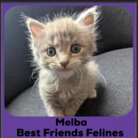Photo of Melba 