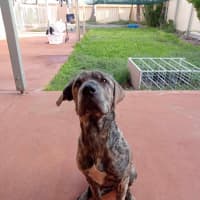 Photo of Uma (Lollie)