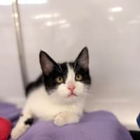 Photo of Oreo