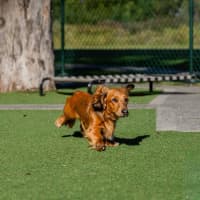 Photo of Dash