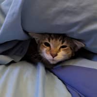 Photo of Dottie Golden