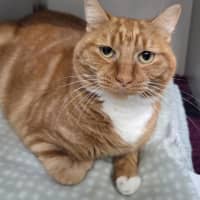 Photo of Cheeto