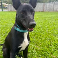 Photo of Blitzen