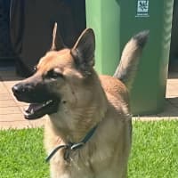 Photo of Shadow   5 Year Old German Shepherd