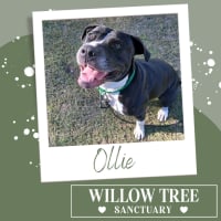 Photo of Ollie