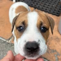 Photo of Charlie   8 Week Old Cattle Dog X 