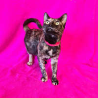 Photo of Indie